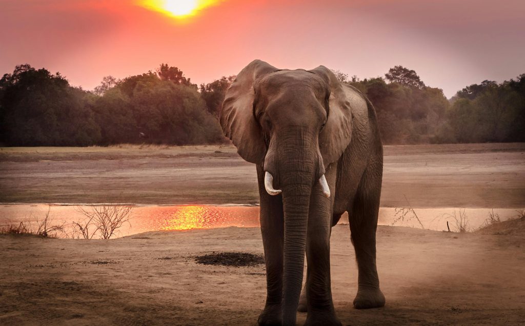 A stunning portrait of an African elephant at sunset near a serene riverbank.